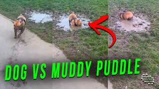 English Bull Dog Rushes to and Lies in a Muddy Puddle That It Loves