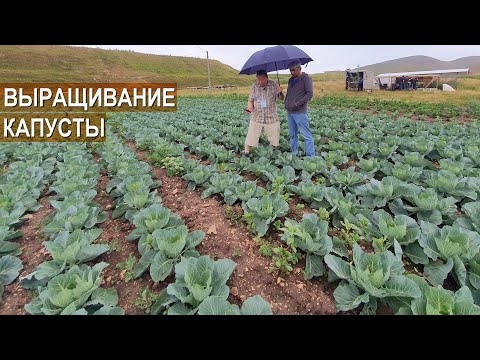 Video: Ак капуста көчөттөрүн өстүрүү