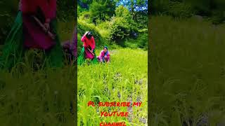 Hills nepali women hills hillclimbracing villagelife villagelifestyle village cultivation