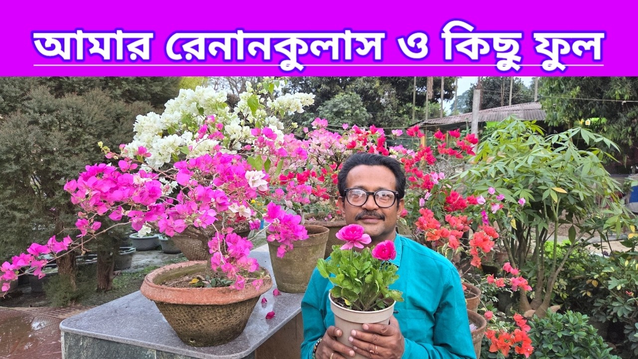 আমার রেনানকুলাস ও কিছু ফুল||My Garden Renunculus And Some Flowers ||