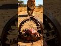 Lion Walks Into Deadly Trap… What Happens Next Is Shocking! 😳 #Lion #Wildlife #AnimalAttack #Nature