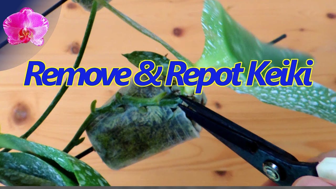 Remove & Repot Phalaenopsis Orchid Keikis YouTube