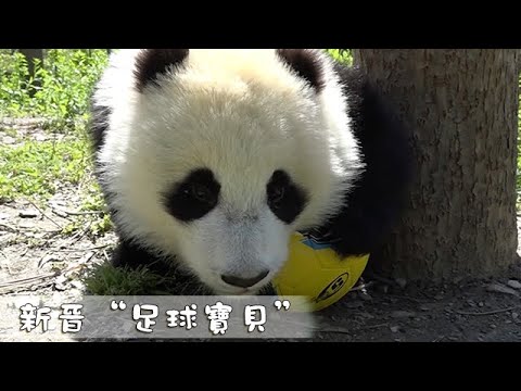 《熊貓早晚安》新晉“足球寶貝” | iPanda熊貓頻道