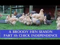 A Broody Hen Season: Part 10 Chick Independence