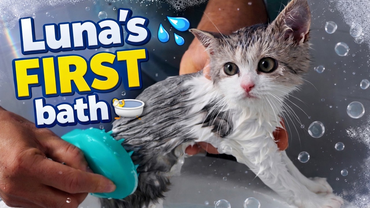 Luna's First bath💦🛁😻