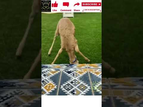 Cute deer! Bambi! 🦌❤️❤️❤️ #shorts #youtubeshorts #trending #viral