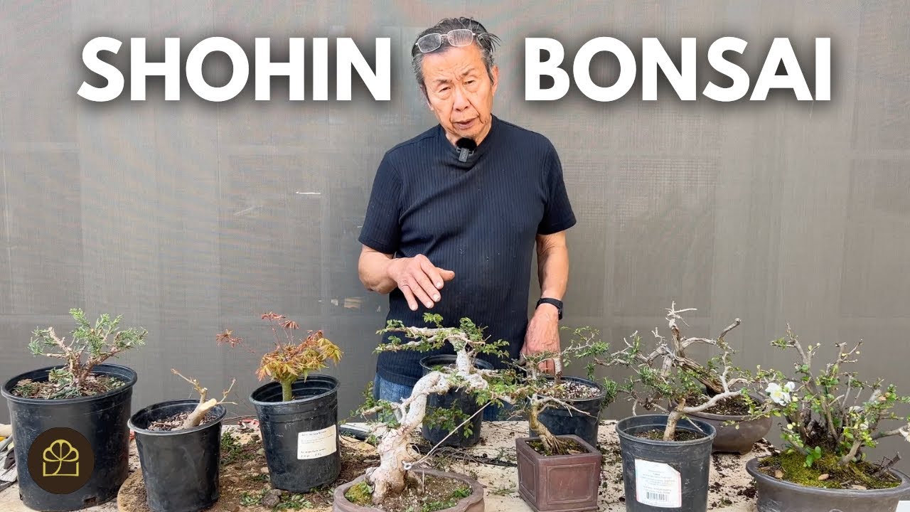How to Grow and Prune Shohin Bonsai