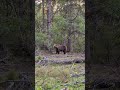 A Huge Mother Bear Was Standing Deep in the Forest… Is This Safe? 😳