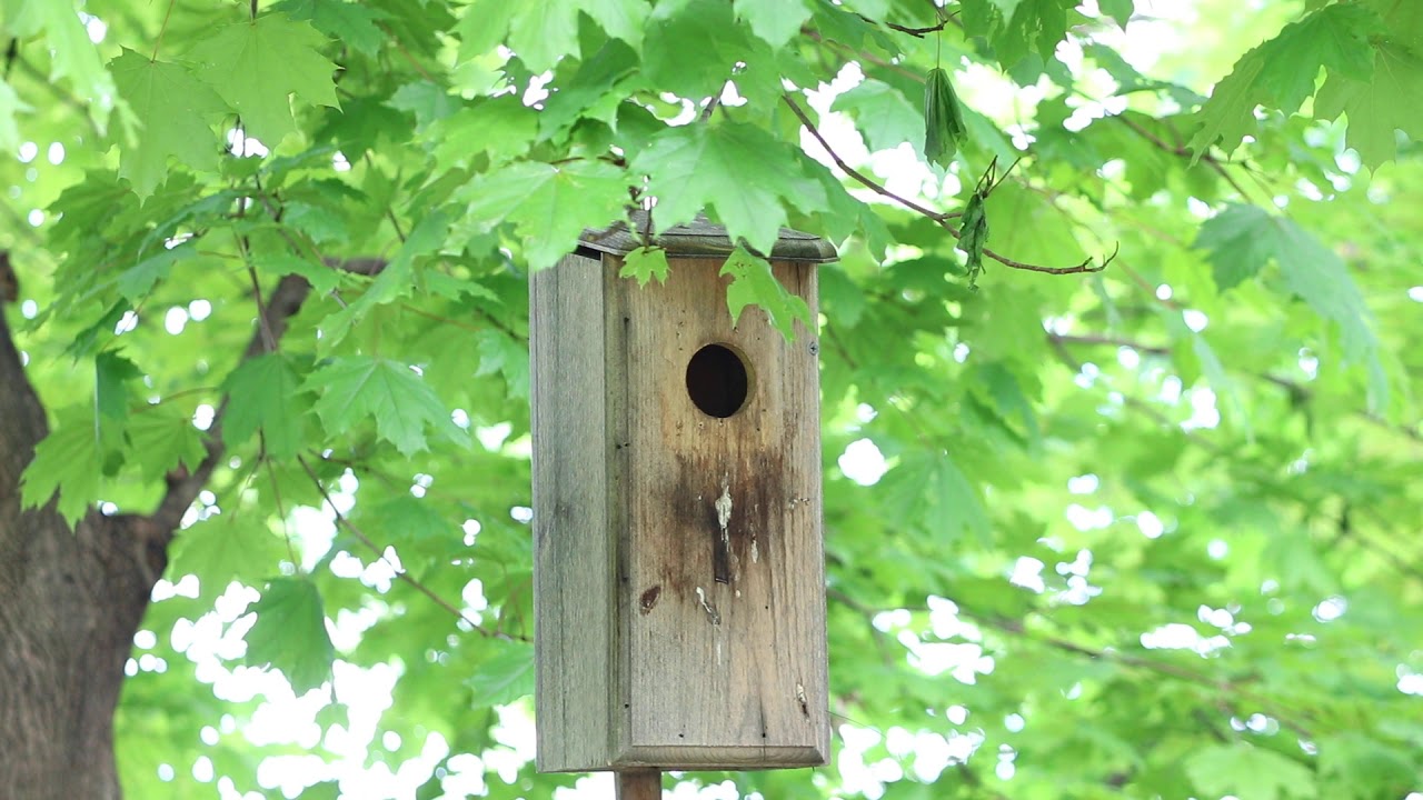 15 May 2020 - Starlings in and out of nest box - YouTube