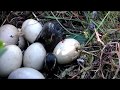 Гнездо дикой утки с маленькими утятами