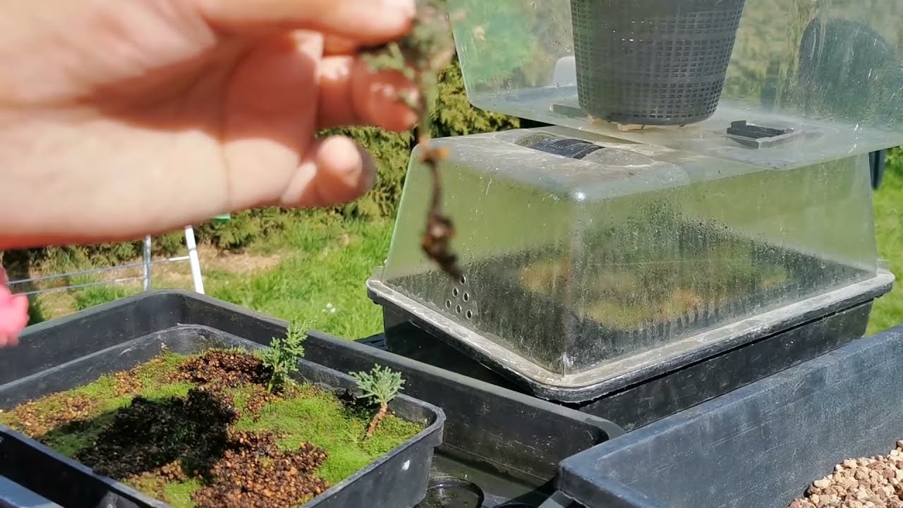 repiquage de boutures Genèvrier