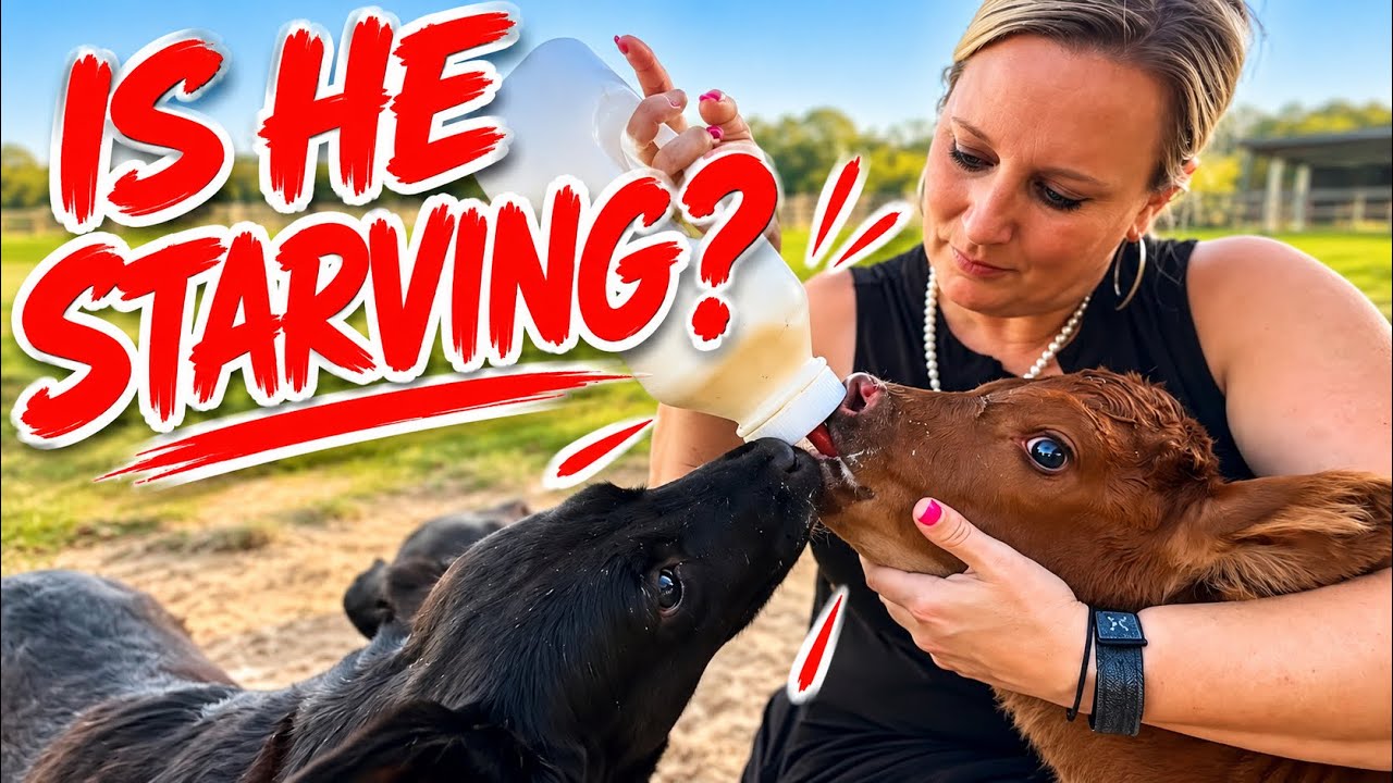 Bottle feeding Another Baby Longhorn
