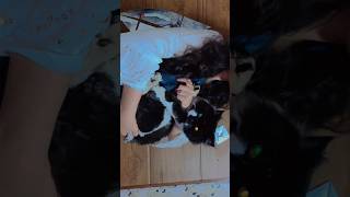 Hey boyy!! 🫶🏻❤️ #shorts #short #trending #viral #youtubeshorts #ytshorts #cat #cute #cutecat #love