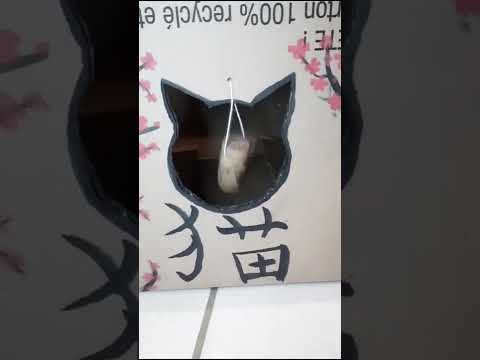 Maison En Carton Pour Chats 