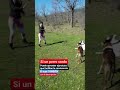 Este perro es SORDO