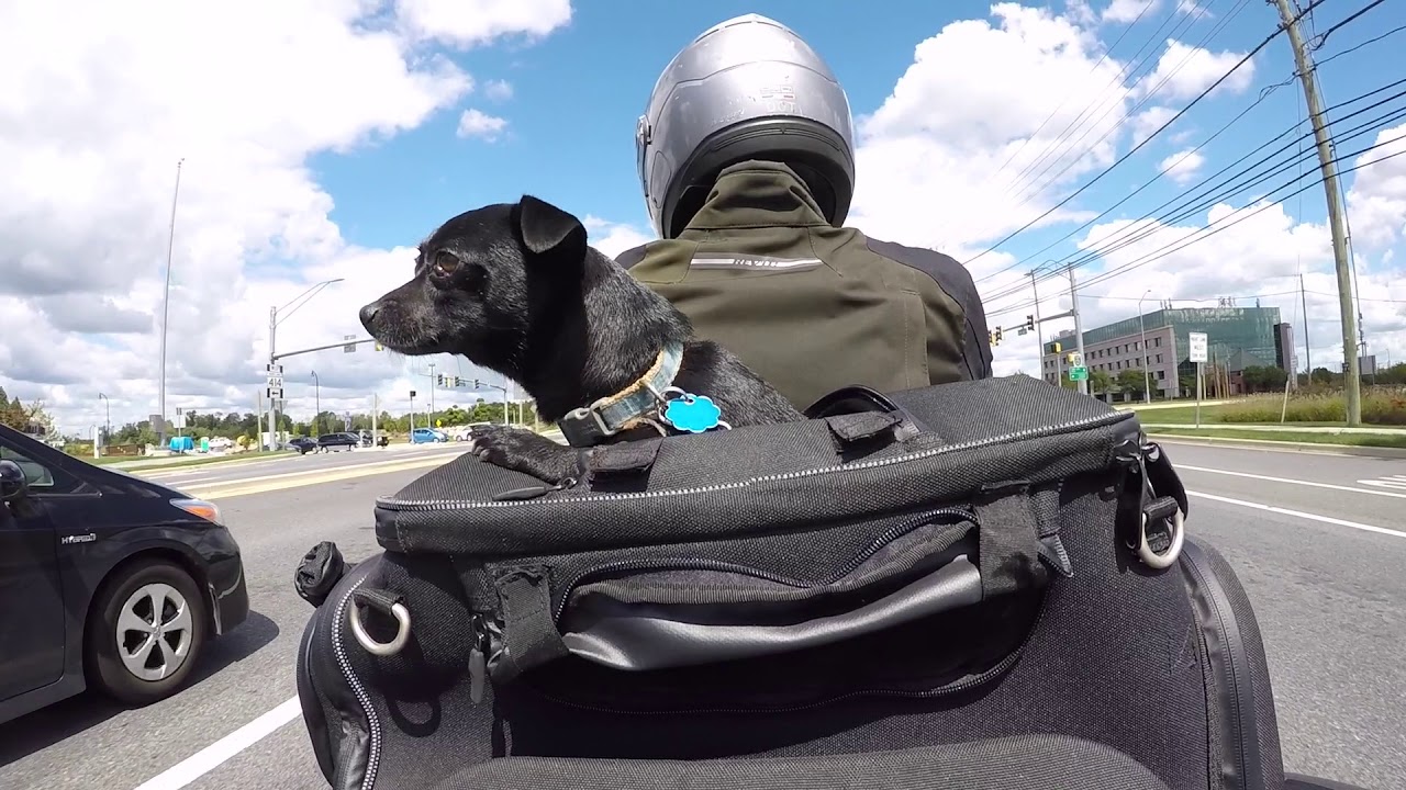 dog carrier for motorbike