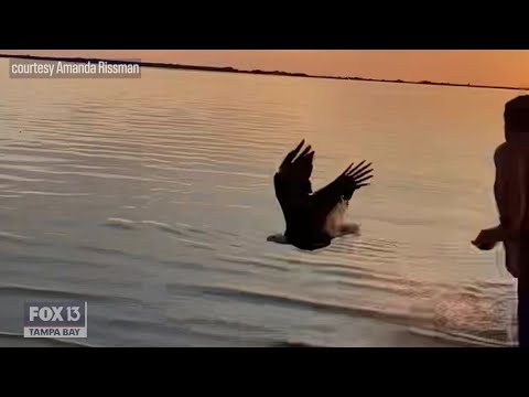 Bald eagle swoops in to steal Florida man's shark