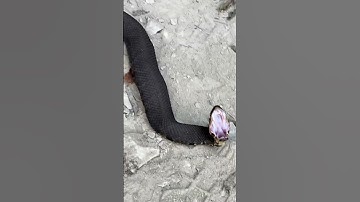 COTTONMOUTH’S HUGE FANGS #animals #reptiles #snakes #wildlife #venomous #nature #herpetology