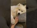 もっと撫でての手が可愛い🥰#サモエド #サモエドスマイル #samoyed #dog #大型犬 #犬 #dog #癒し