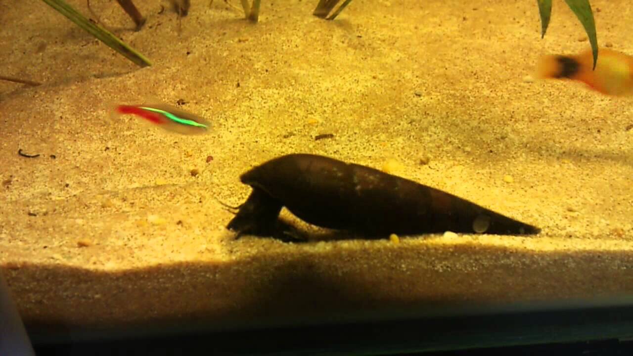 Freshwater Tropical Aquarium Snails & Fish YouTube