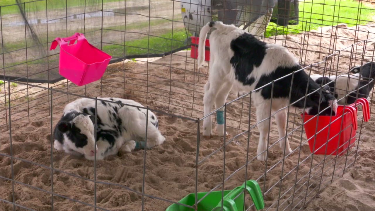 UF/IFAS Calf Buddy Study