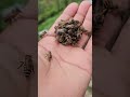 The Most Dangerous Giant Hornet 😱 #shorts #animals