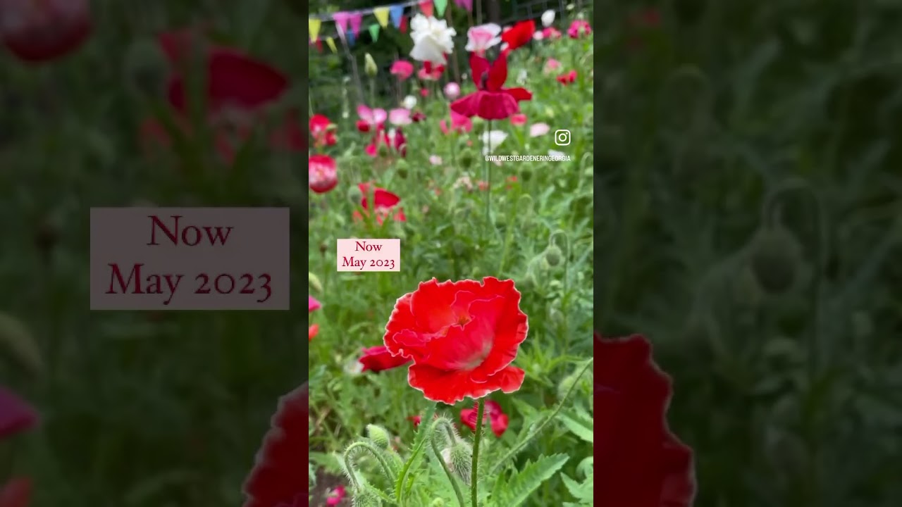 Poppies need cold stratification to germinate. That’s why I plant my poppies in Jan. 
