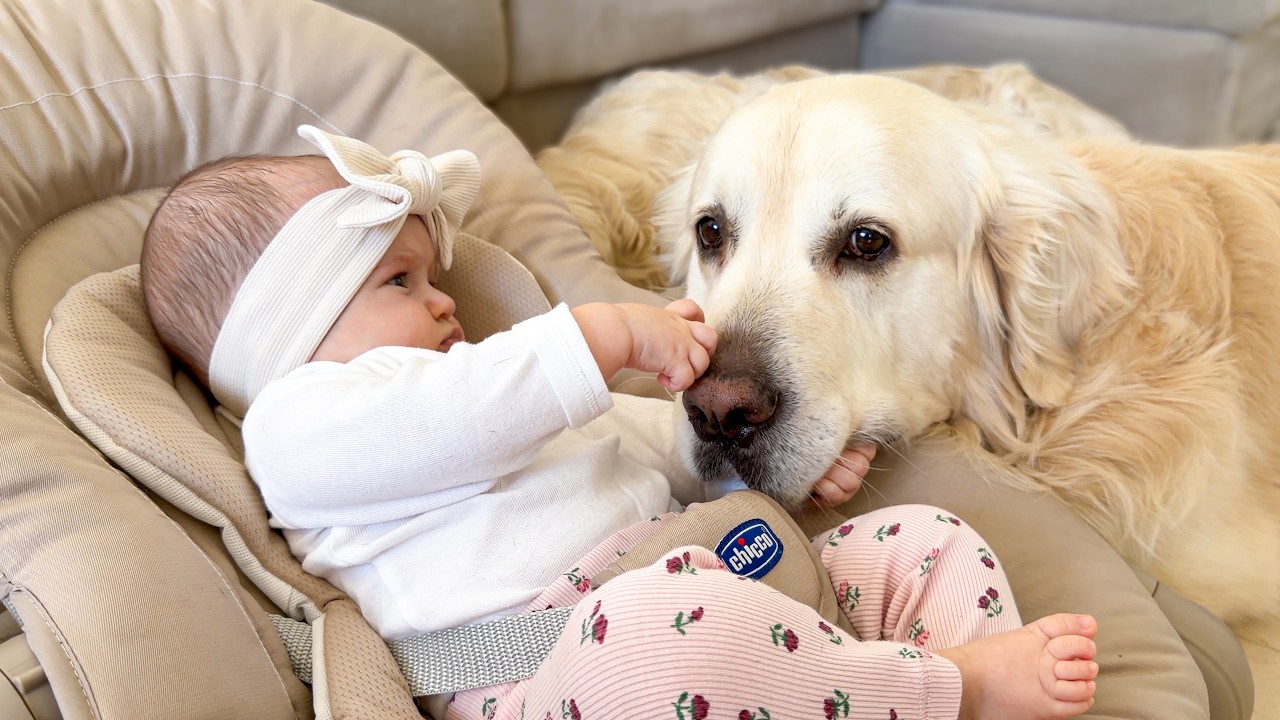 Baby Falls in Love with This Gentle Giant