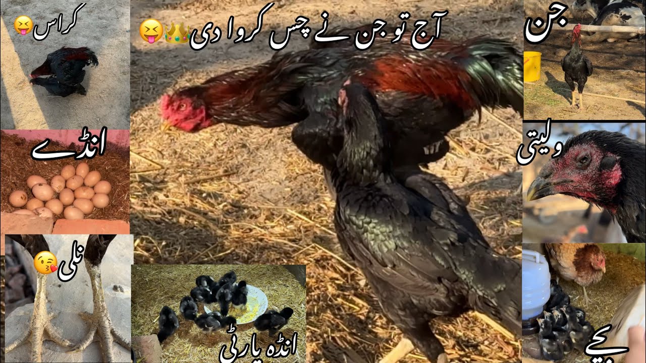 Aj to jin n chas karwa Di😱// wlaity madi unda Dana lag gai h😱👑