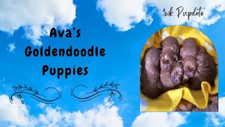Ava's Goldendoodle Puppies 1wk Pupdate by TN Valley Aussies & Doodles 52 views 1 day ago 2 minutes, 25 seconds