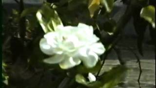 Dona Hilda E A Camelia