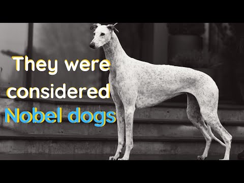 11 (New) Greyhound