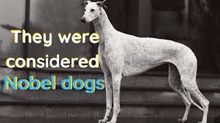 11 (New) Greyhound Facts You Didn't Know [Must Check #7]