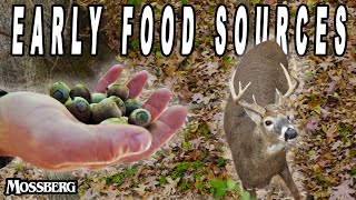 Early Season Whitetail Hunting Tips Best Food Sources To Target Mature Bucks