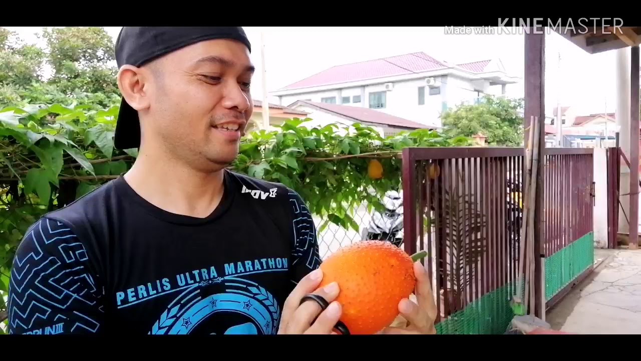 Buah Gac Fruit Di Malaysia Buah Langka Youtube