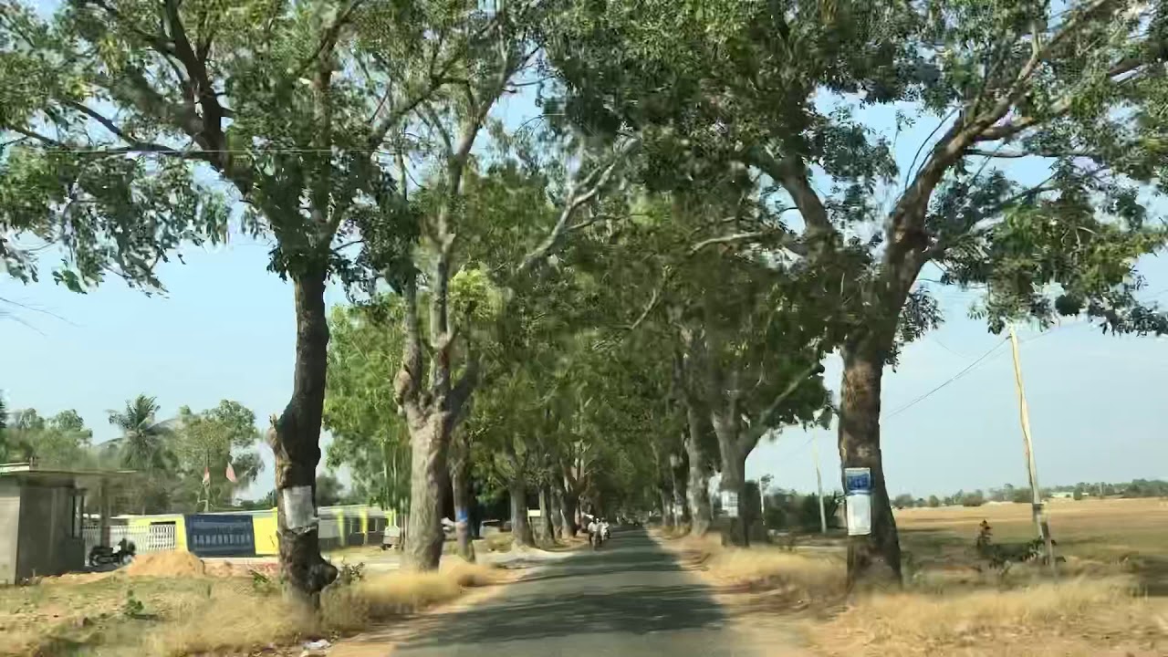 The Tree-lined Road
