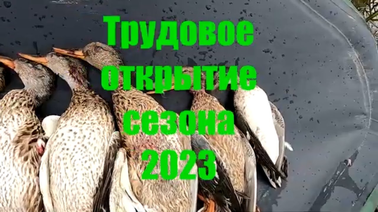 Утиная охота. Трудовое открытие на утку 2023.