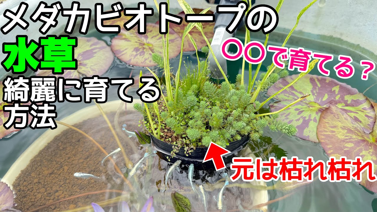 メダカビオトープの水草を綺麗に育てるコツ、ポイント！○○が重要です！メダカ睡蓮ビオトープ