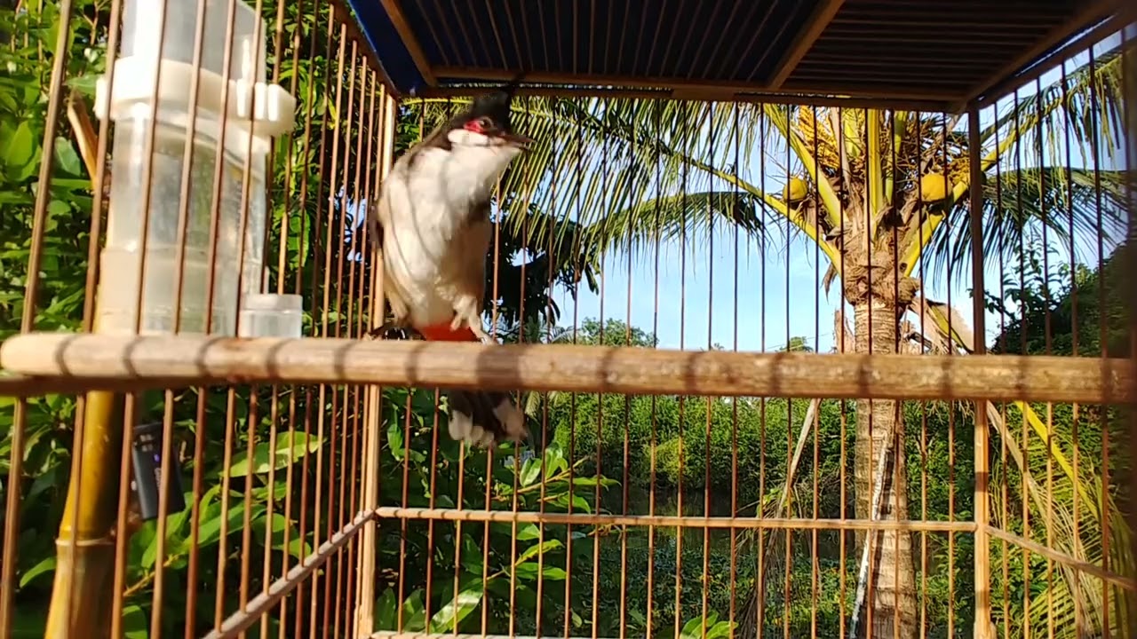 Chào mào mới thay lông luyện hót