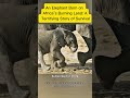 A Baby Elephant’s First Days Are Brutal 🐘#animals #wildliferescue #documentary #pets #usa #fyp #2026