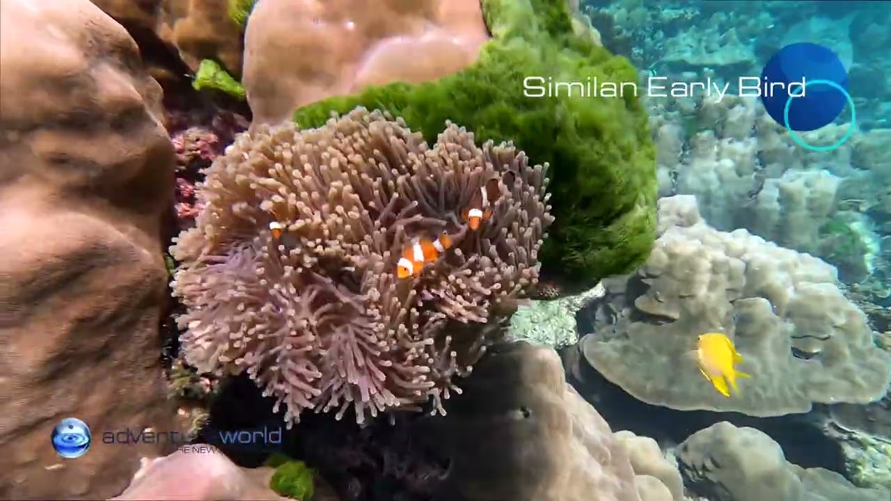 🌅 Early Bird Similan Islands Snorkeling & Sightseeing Day Trip | Beat the Crowds