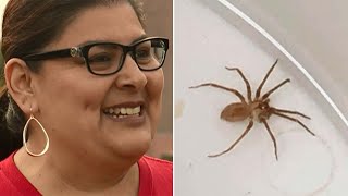 Highly venomous spider found in woman's ear