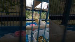 The Walk 🤓 | Smart Coco Cockatiel Bird Cute Moments #cockatiel #birds