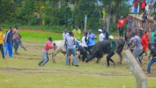 THE BULL FIGHTING IN KAKAMEGA-KENYA | FEASSA GAMES 2025 screenshot 4