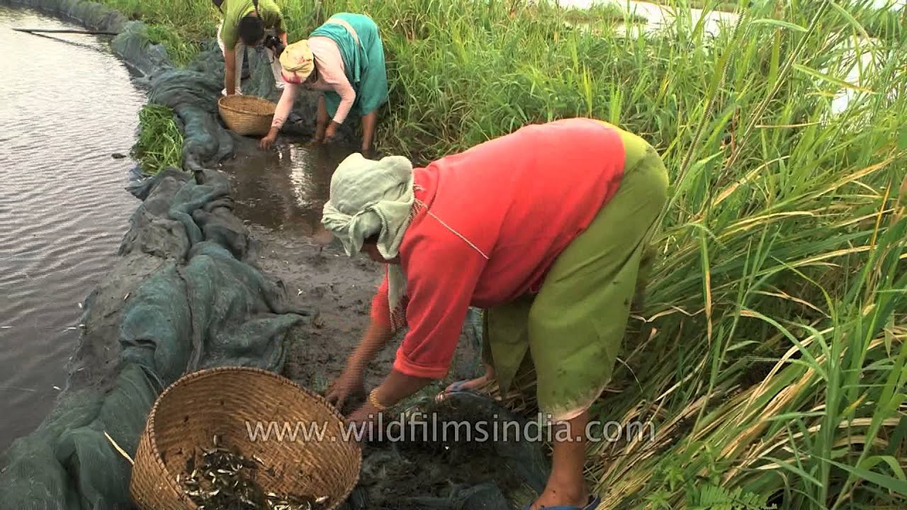 Women collecting fish in baskets at Loktak lake, Manipur YouTube
