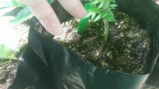 Commercial Aquaponics Cannabis Nursery.