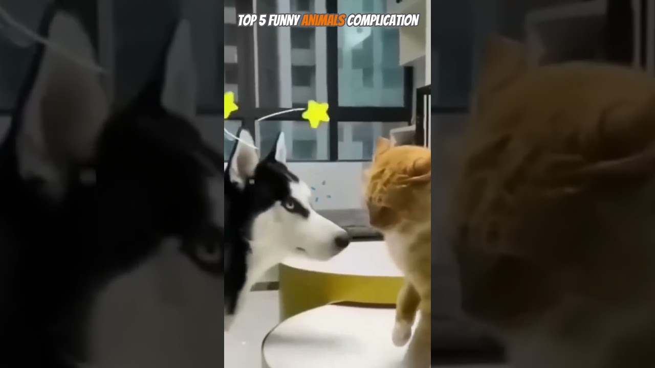 Top 5 Funny Animal Moments 