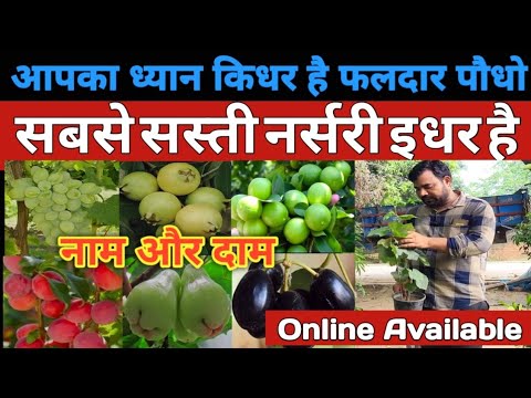Online fruits plant nursery | Fruit plant at home | fruit plant nursery | fruit plant variety india