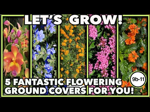 Video: Zone 9 groenblijvende bodembedekkers - groeiende groenblijvende bodembedekkers in zone 9 tuinen