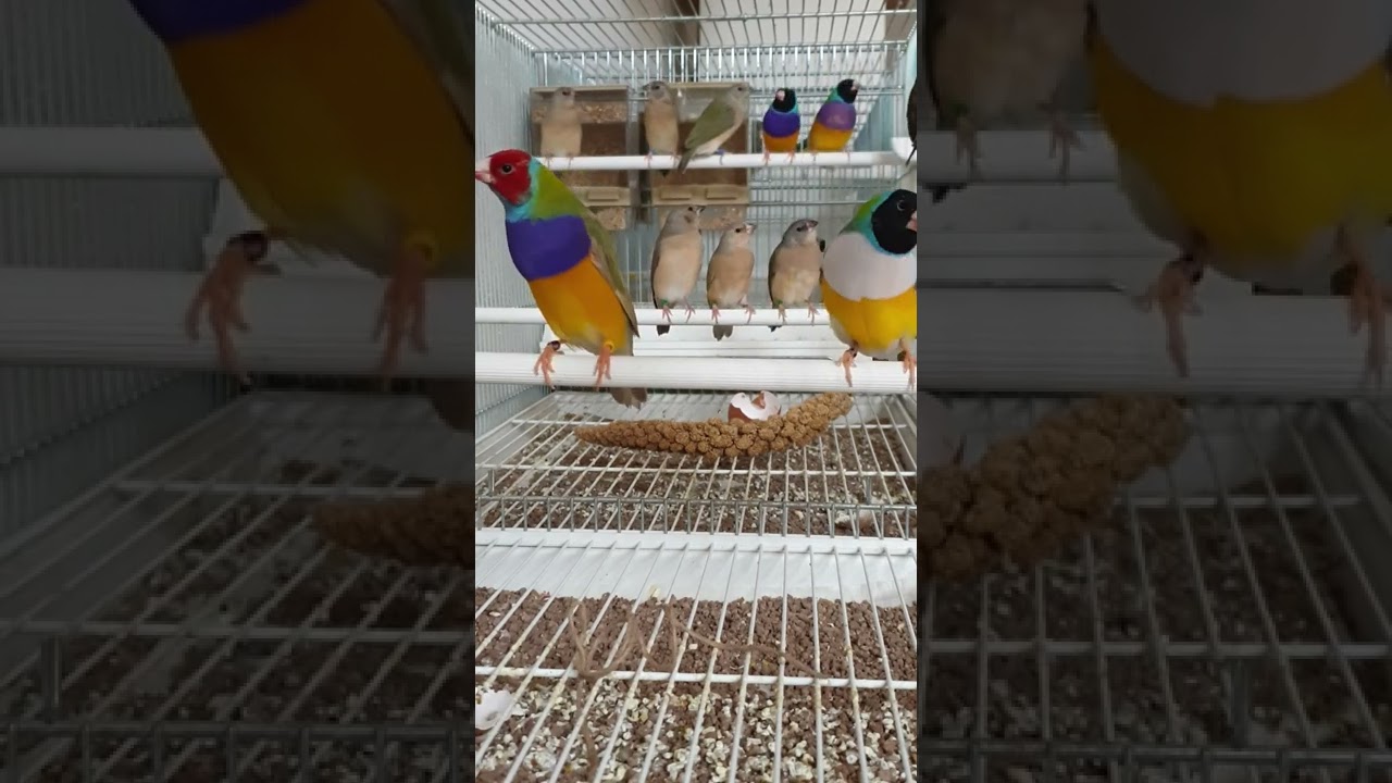 Diamanti di Gould - Gouldian Finches - passeri del Giappone- society Finches
